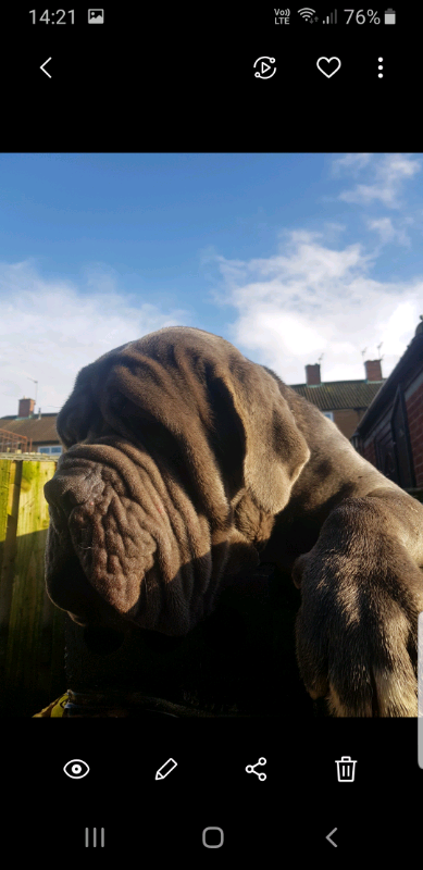 amazon k9 sport sack